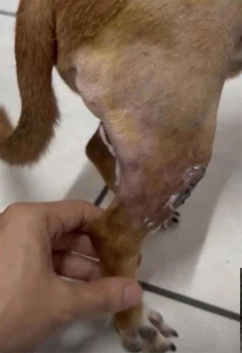 Clínica Veterinaria La Pradera SRL